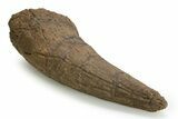 Exceptional, Fossil Triceratops Brow Horn - Montana #352035-2